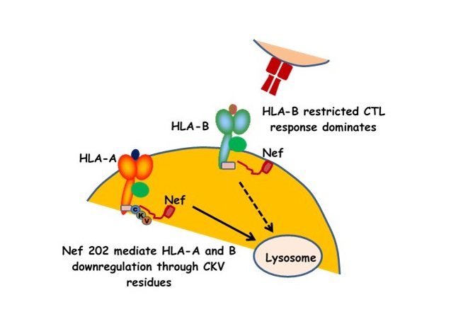 Relative Resistance Of HLA-B To Down-regulation By Naturally Occurring ...